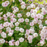 Storchschnabel 'Biokovo' - Geranium cantabrigiense Biokovo - Willemse