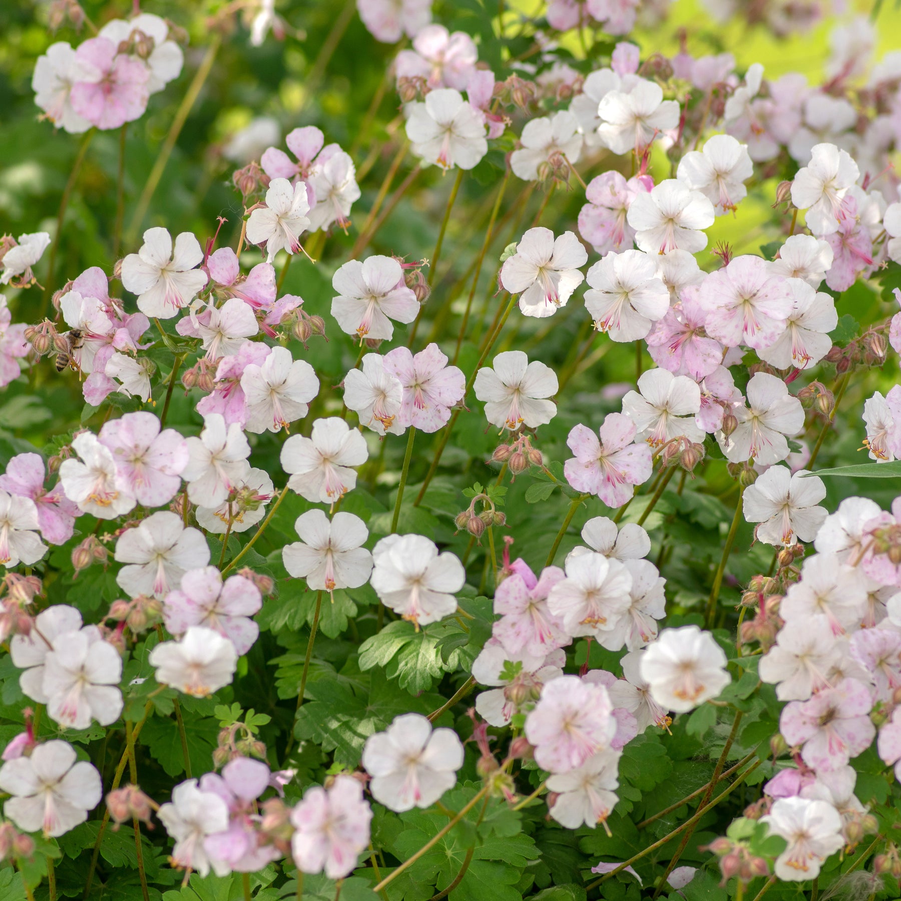 Storchschnabel 'Biokovo' - Geranium cantabrigiense Biokovo - Willemse