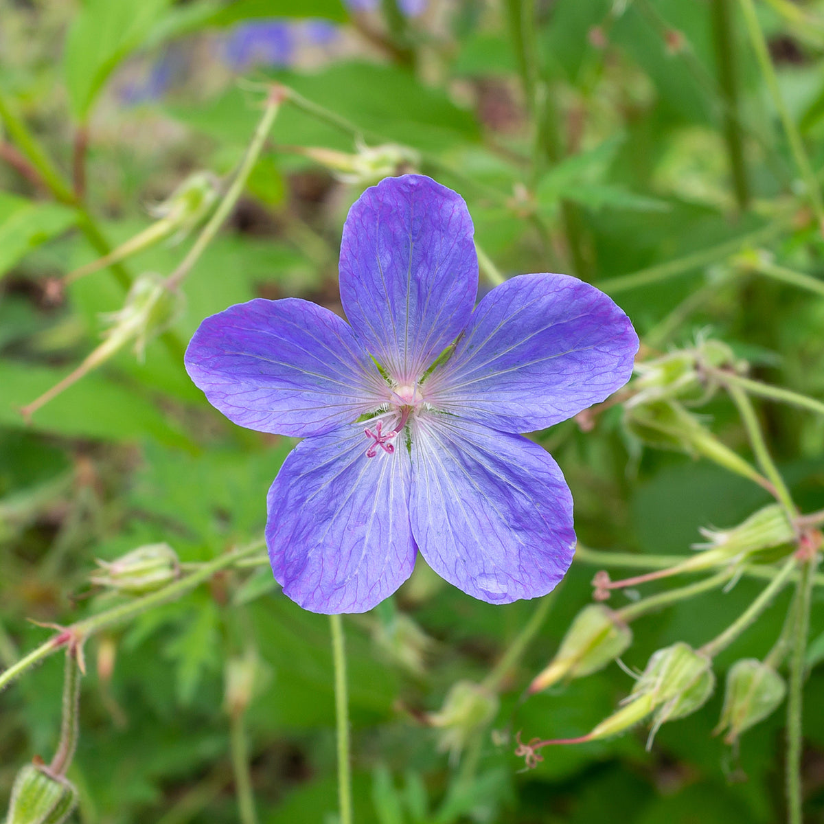 Storchschnabel 'Johnsons Blue' - Geranium johnson's blue - Willemse