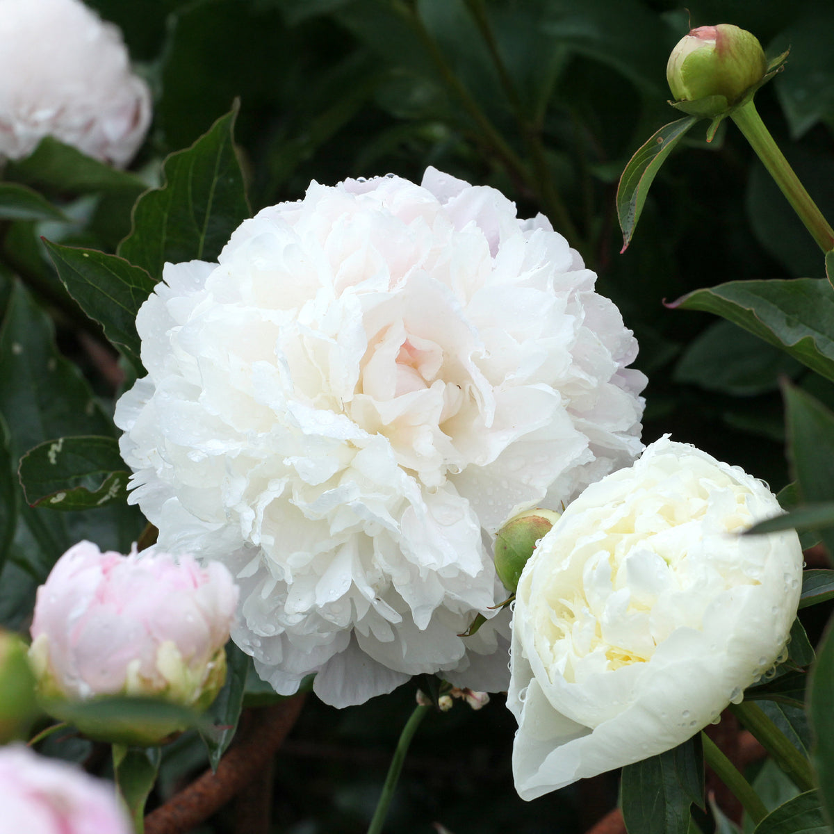Pfingstrose ‘Duchesse de Nemours’ - Paeonia lactiflora Duchesse de Nemours - Willemse