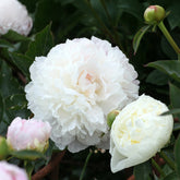 Pfingstrose ‘Duchesse de Nemours’ - Paeonia lactiflora Duchesse de Nemours - Willemse