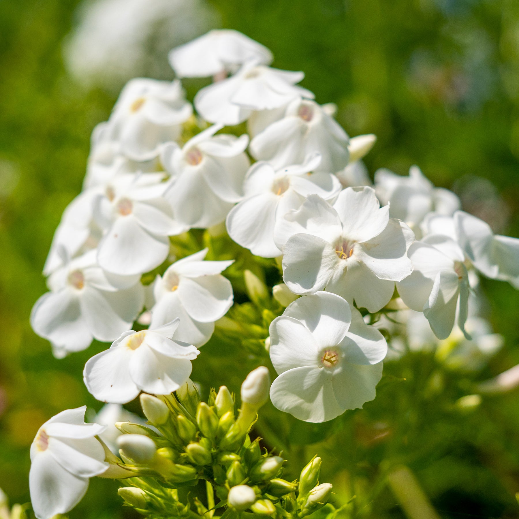 Hohe Flammenblume 'White Admiral' - Phlox paniculata white admiral - Willemse