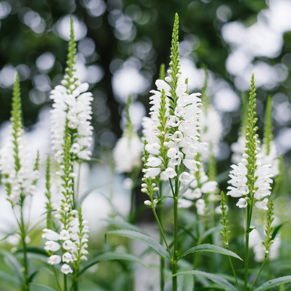 Gelenkblume 'Alba'