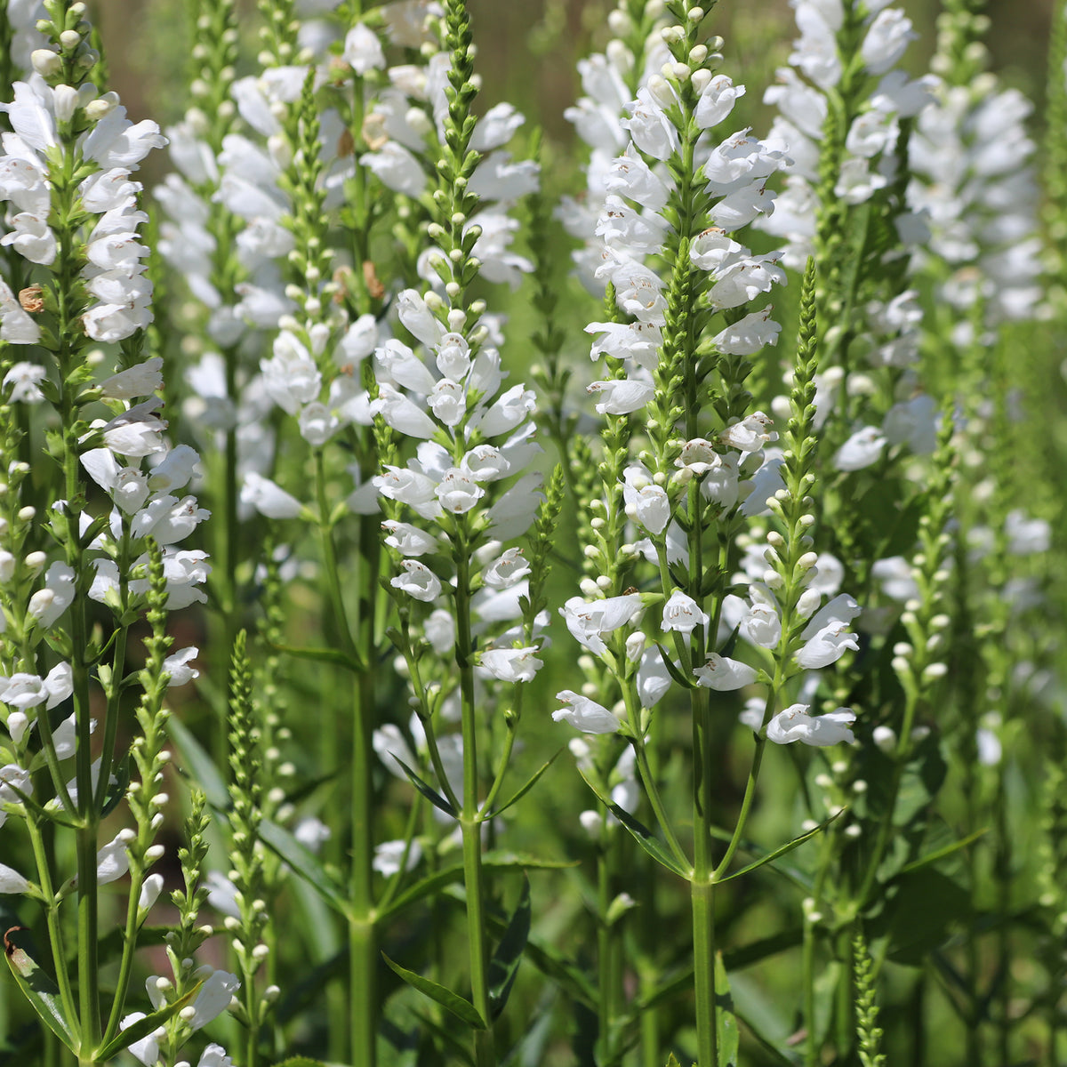Gelenkblume 'Alba'