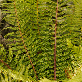 Polystichum setiferum Herrenhausen - Grannen-Schildfarn 'Herrenhausen' - Stauden