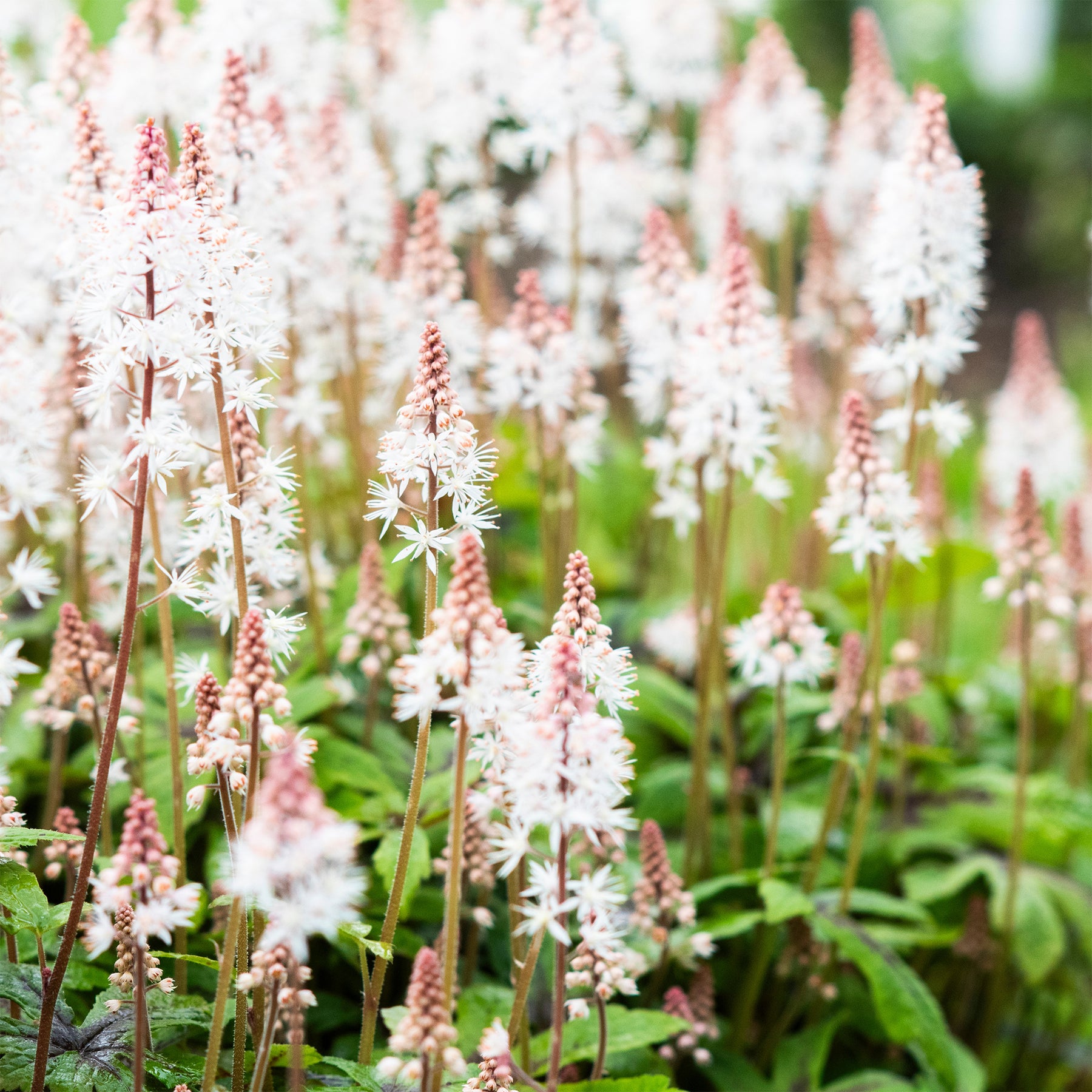 Schaumblüte 'Pink Skyrocket' - Willemse