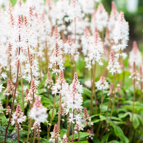 Schaumblüte 'Pink Skyrocket' - Willemse