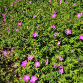 Sumpf-Storchschnabel - Geranium palustre - Willemse