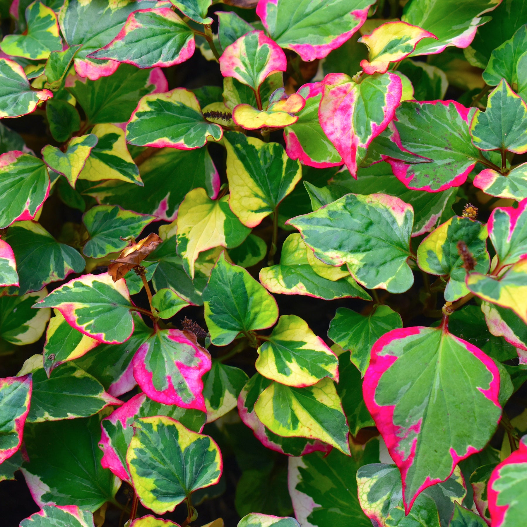Houttuynia cordata chameleon - Bunter Eidechsenschwanz 'Chameleon' - Alle Teichpflanzen