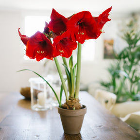 Amaryllis red lion - Ritterstern ‘Red Lion’ - Amaryllis-Zwiebeln