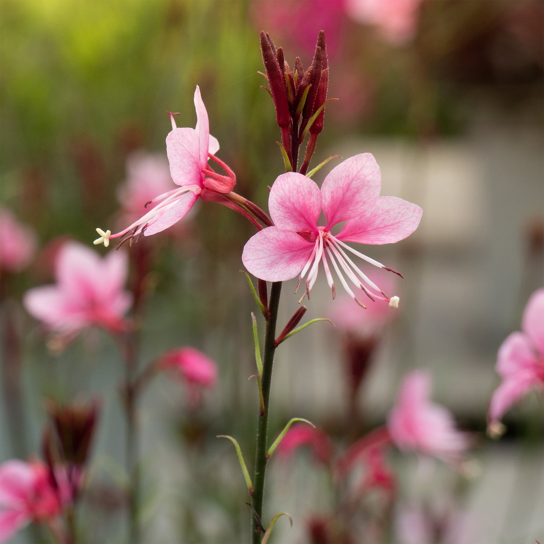 Gaura - Lindheimers Prachtkerze 'Siskiyou Pink' - Gaura lindheimeri siskiyou pink