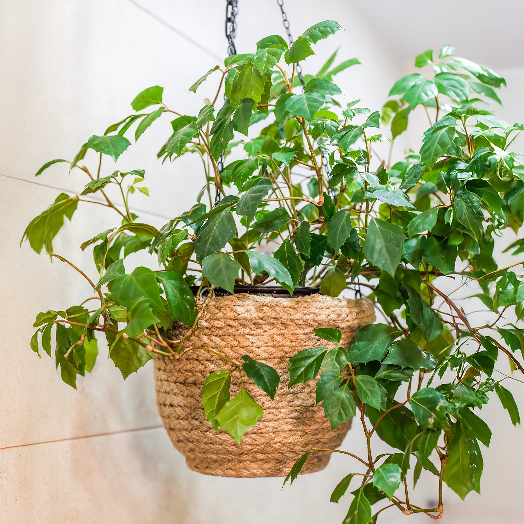 Zimmerrebe 'Ellen Danica' - Cissus ellen danica - Willemse