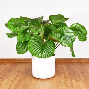 Calathea orbifolia - Calathea orbifolia - Willemse