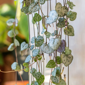 Fettige Zimmerpflanzen - Leuchterblume - Ceropegia woodii