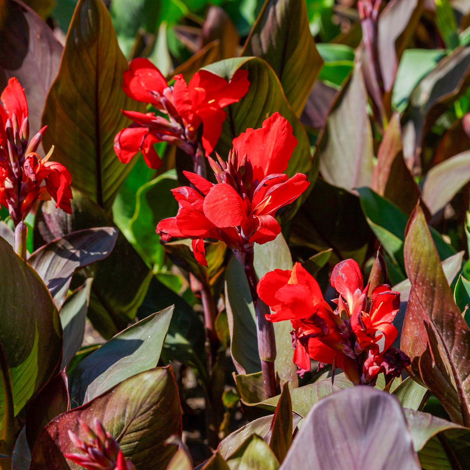 Indisches Blumenrohr 'Red Futurity' (x2) - Willemse