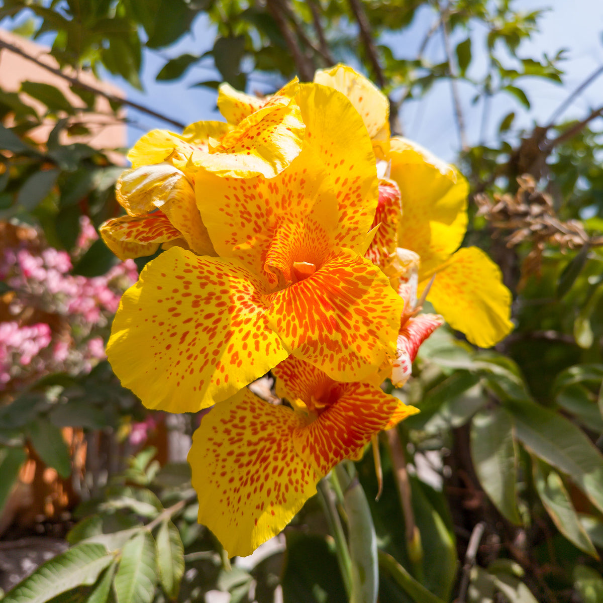 Canna - Blumenrohr - Indisches Blumenrohr 'Tropical Yellow' (x2) - Canna 'tropical yellow'