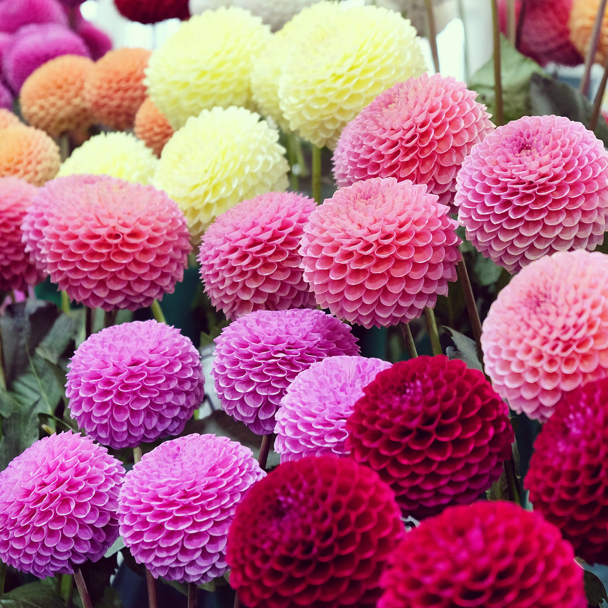 Pompon-Dahlien Bio Mischung (x5)