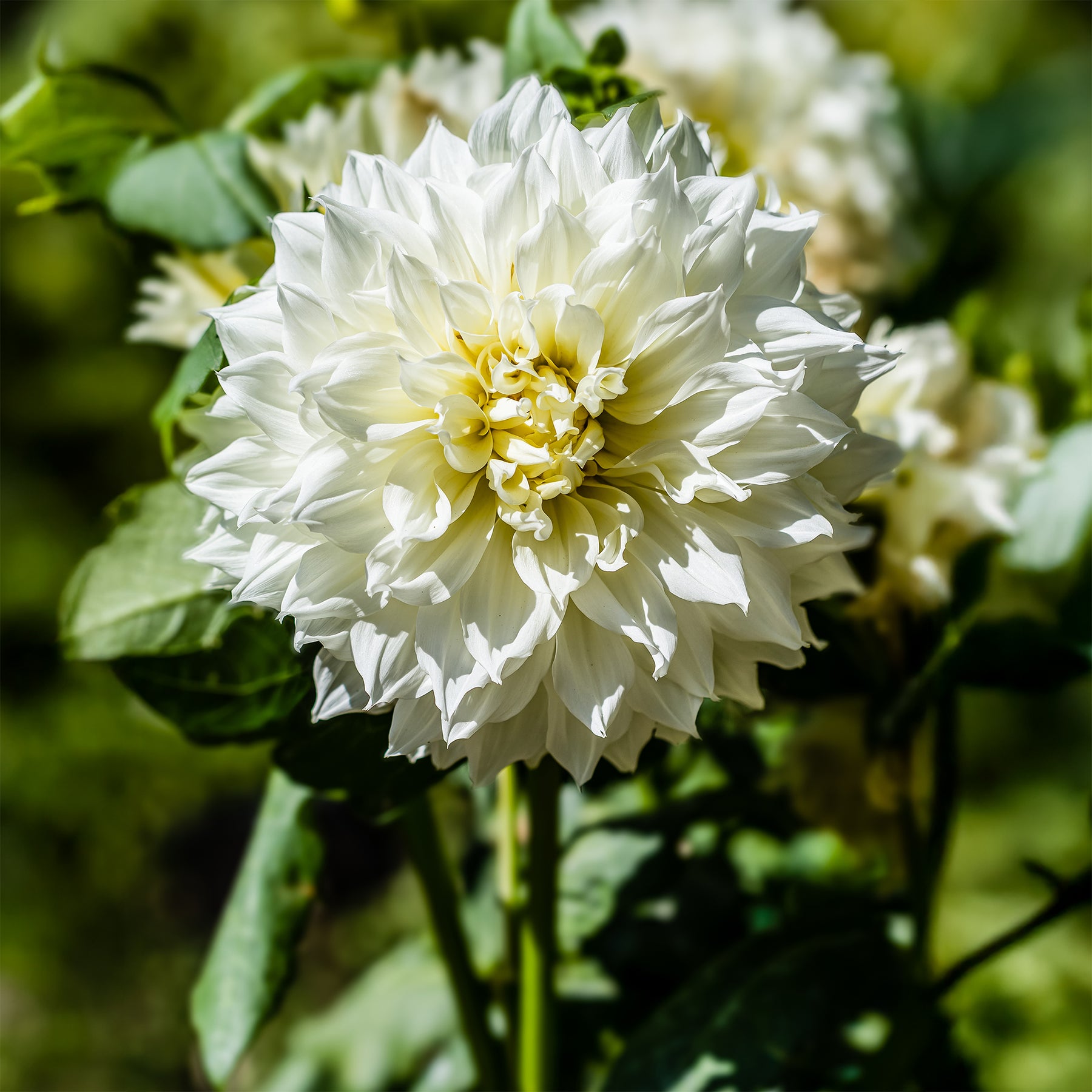 Dahlie 'Fleurel' (x3) - Dahlia 'fleurel' - Willemse