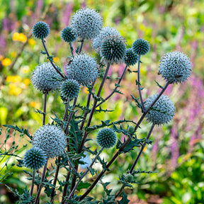 Drüsenblättriger Kugeldistel 'Arctic Glow'