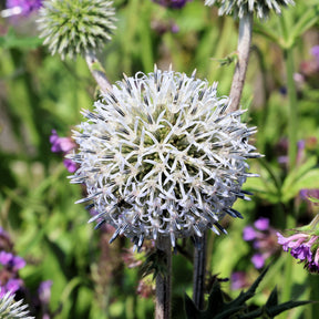 Drüsenblättriger Kugeldistel 'Arctic Glow'