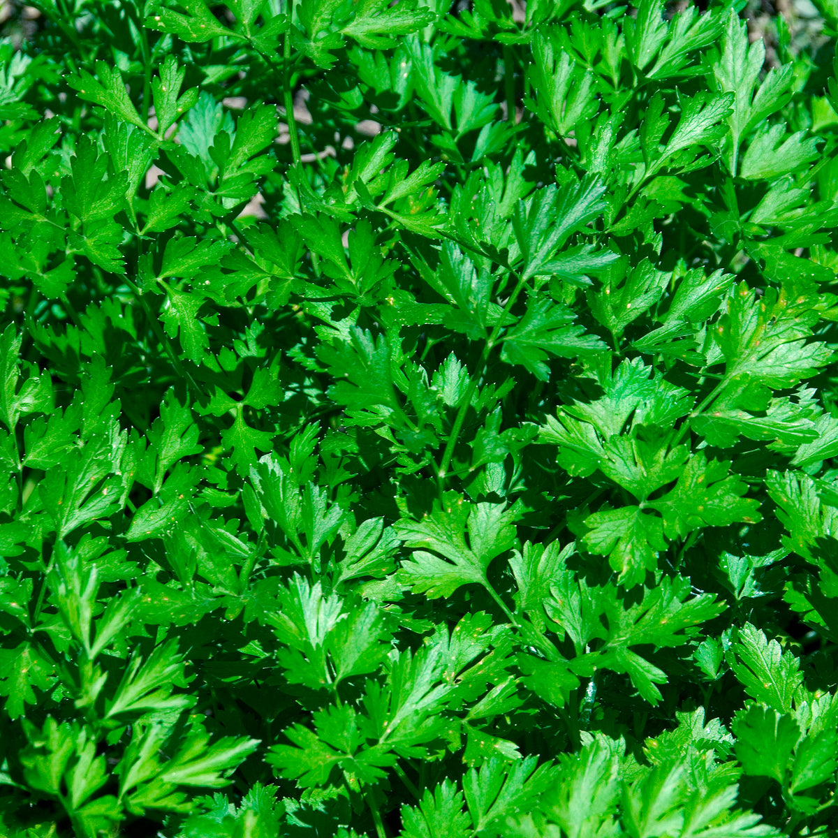 Petersilie Commun 2 - Petroselinum crispum Commun 2 - Willemse