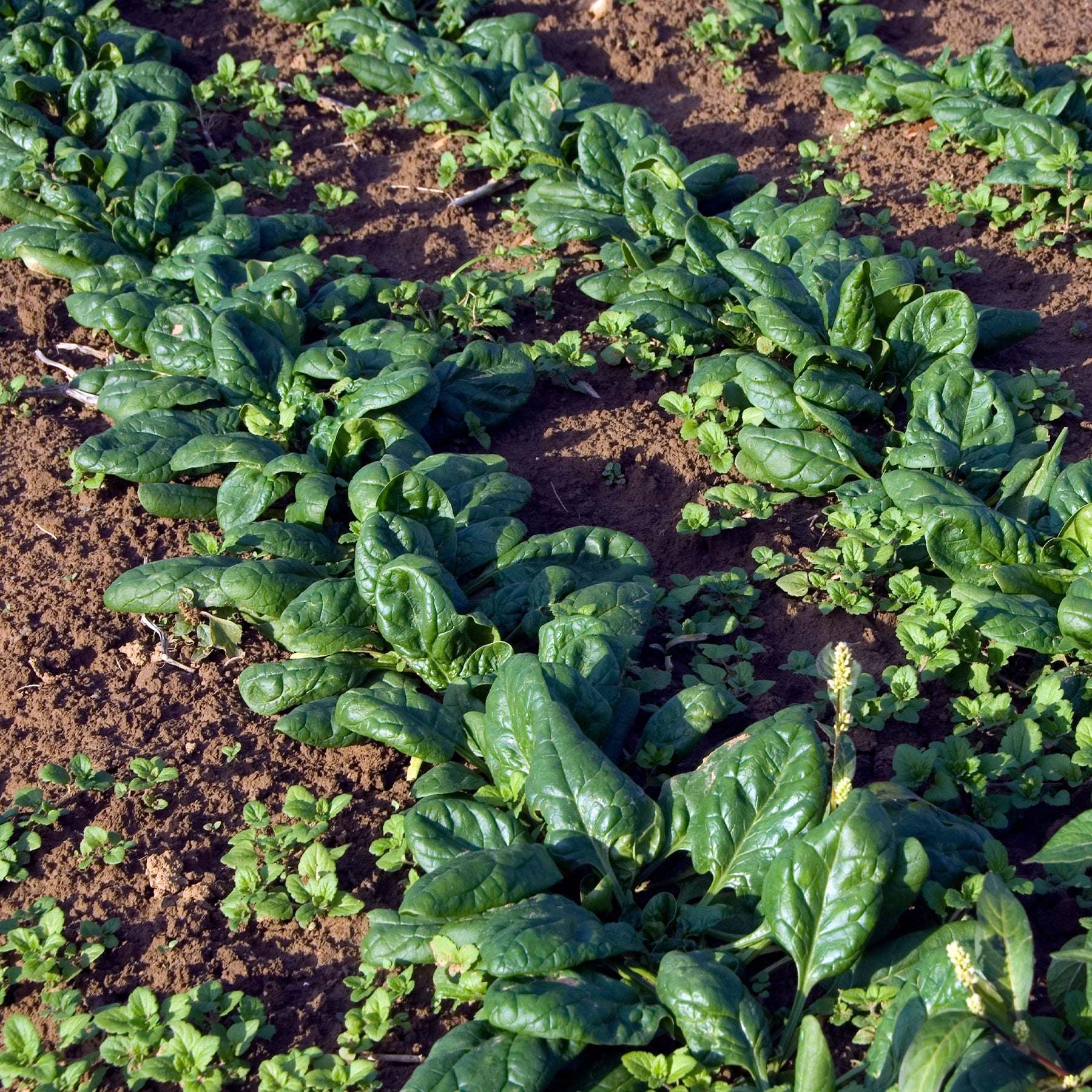 Spinat 'Nores' - Beta vulgaris nores - Willemse