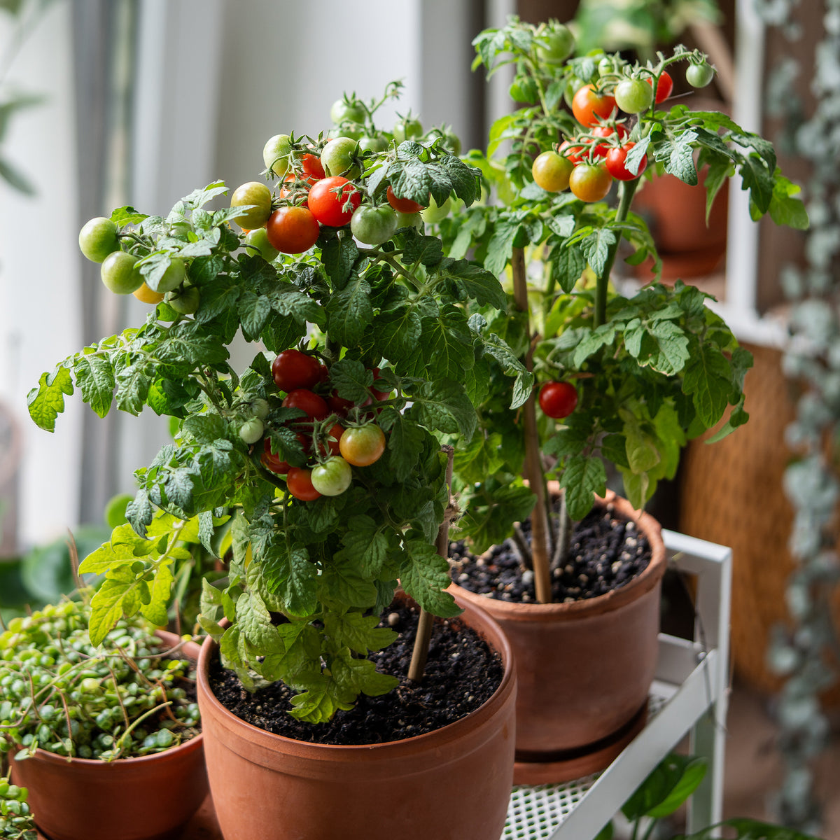 Kirschtomate ‘Tiny Tim’ - Willemse