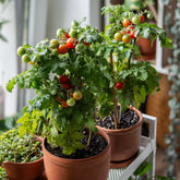 Kirschtomate ‘Tiny Tim’ - Willemse