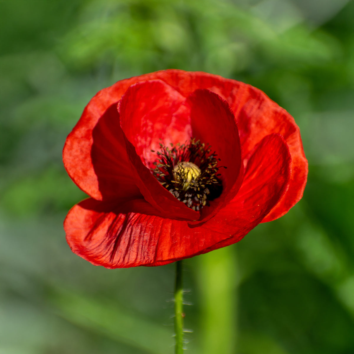 Klatschmohn ‘Red Corn Poppy’ Bio - Papaver rhoeas red corn poppy - Willemse