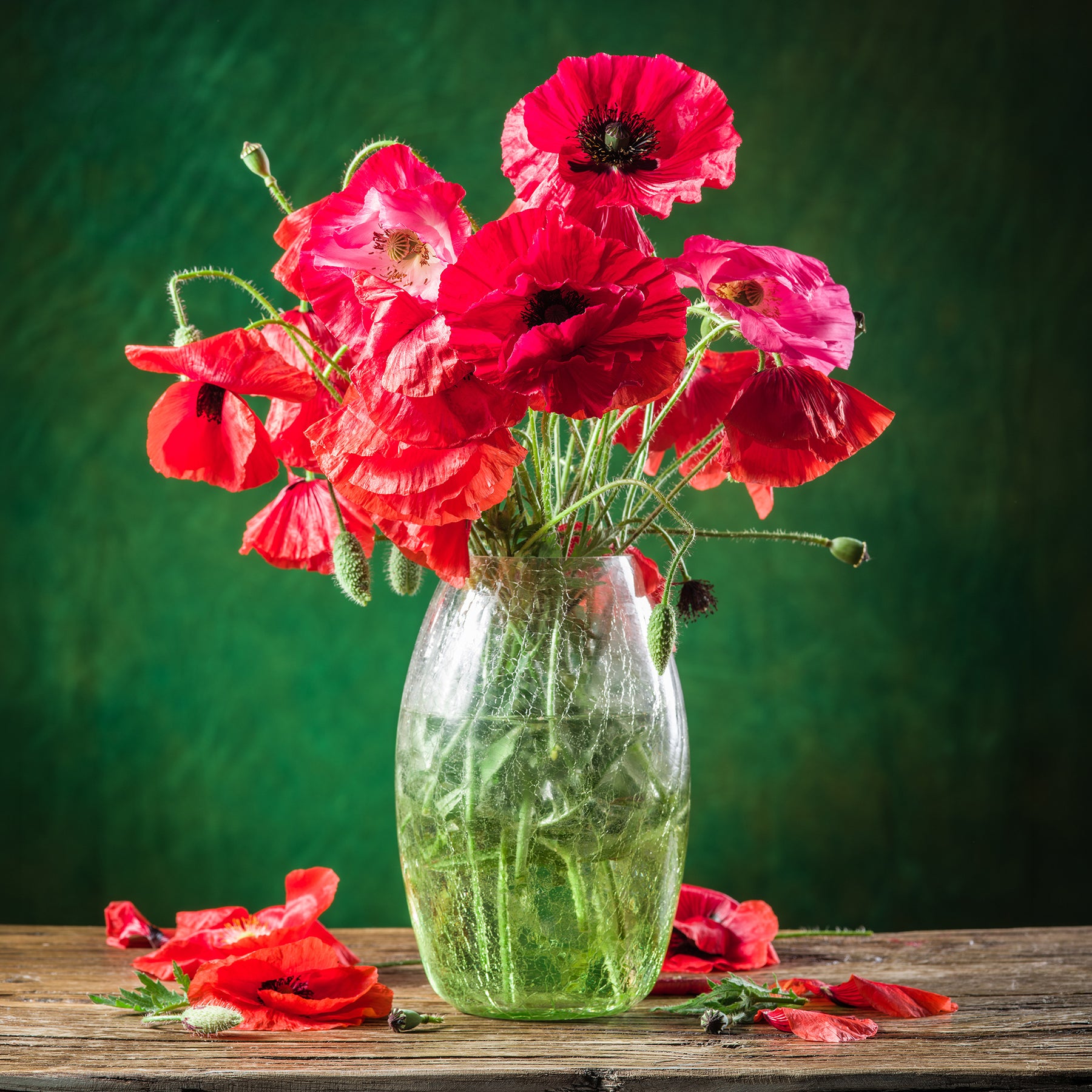 Klatschmohn ‘Red Corn Poppy’ Bio - Samen für einjährige Blumen - Willemse