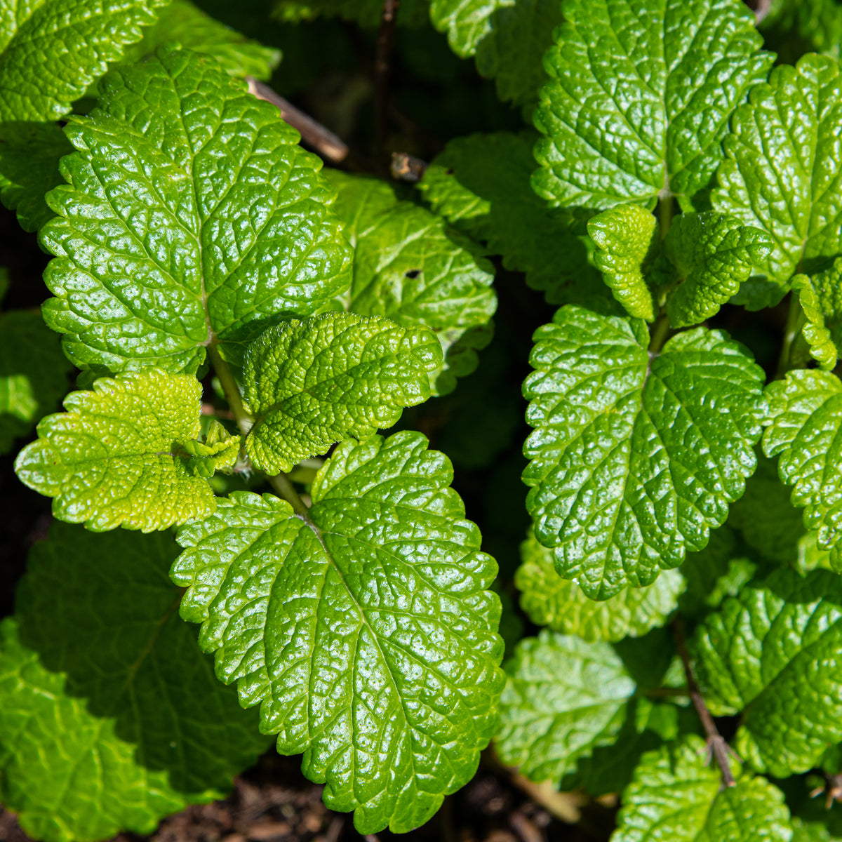 Zitronenmelisse Melissa officinalis - Willemse