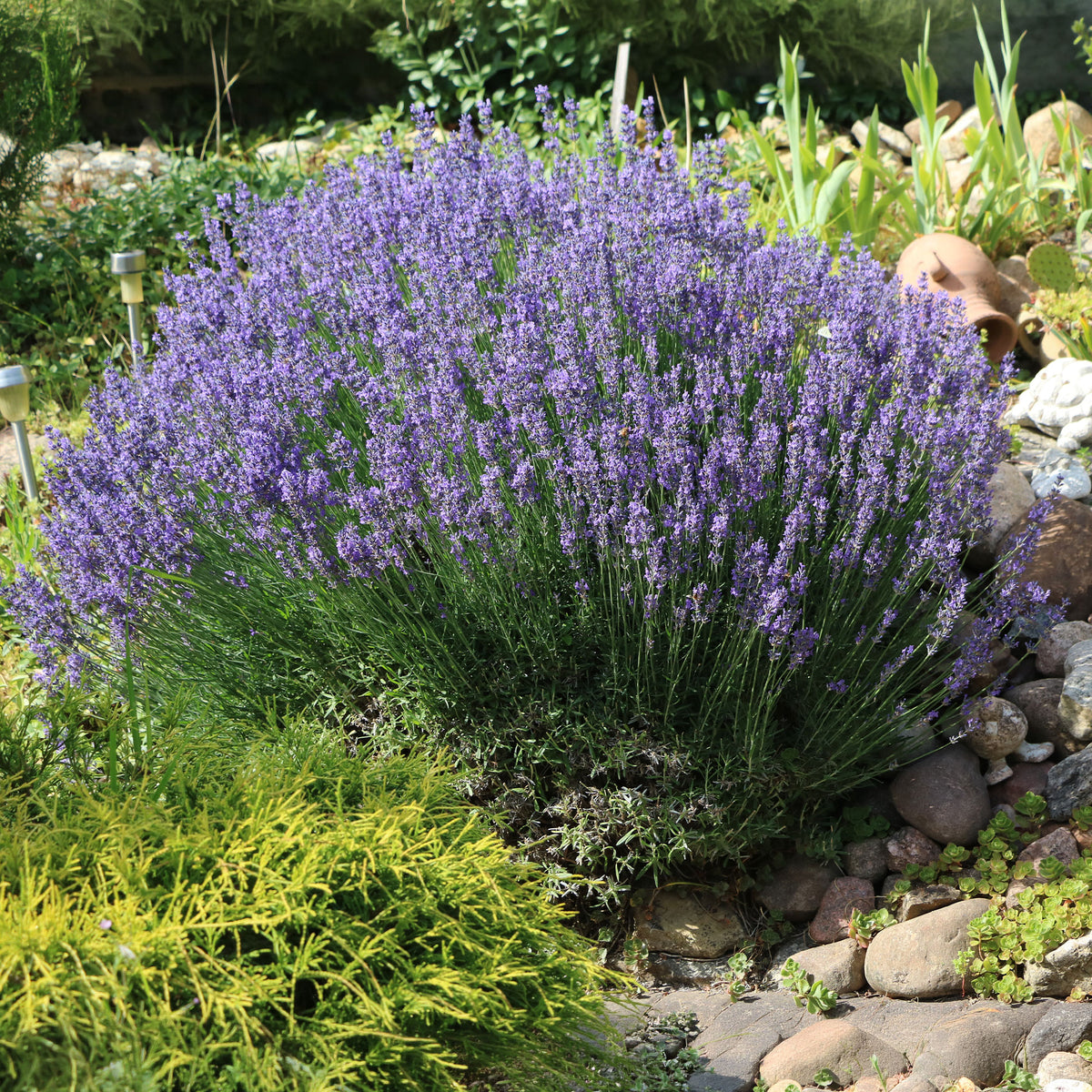 Lavendel - Willemse