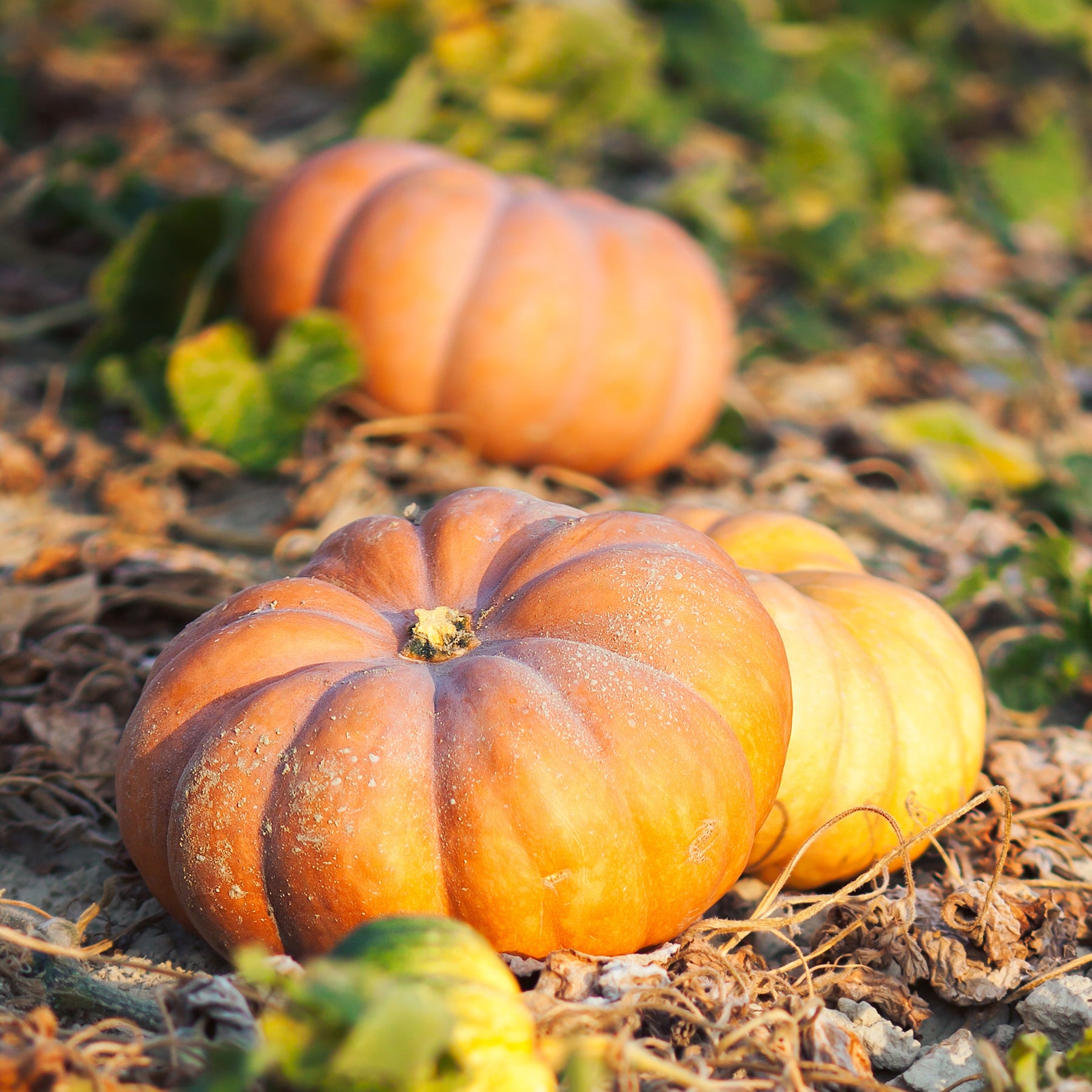 Cucurbita maxima musquée de provence - Moschuskürbis ‘Musquée de Provence’ Bio - Samen für Kürbisse