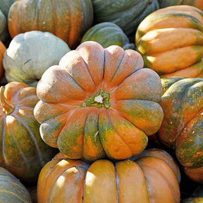 Moschuskürbis ‘Musquée de Provence’ Bio - Cucurbita maxima musquée de provence - Willemse