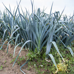 Porree 'Monstrueux de Carentan 2' - Allium porrum monstrueux de carentan 2 (30 g) - Willemse
