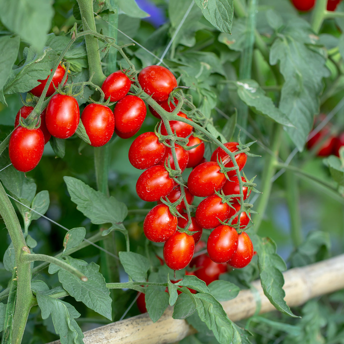 Kirschtomate 'Koralik'