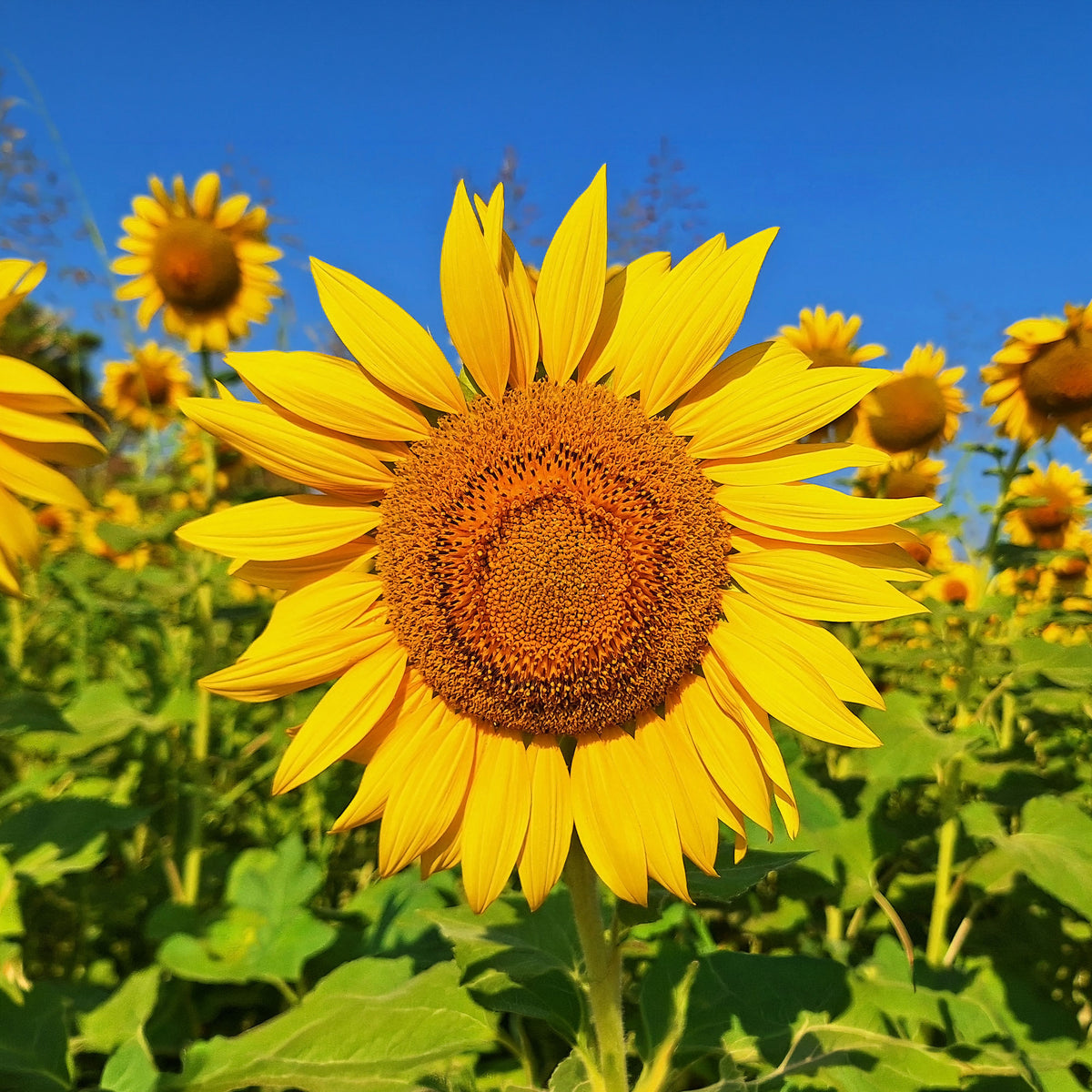 Sonnenblume 'Giganteus' - Helianthus annuus giganteus - Willemse
