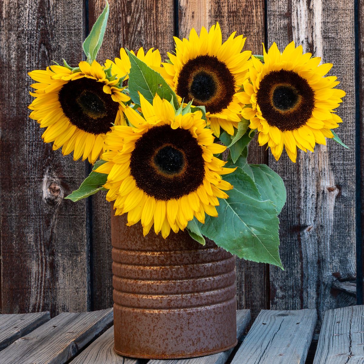 Sonnenblume 'Sunspot' - Helianthus annuus Sunspot - Willemse