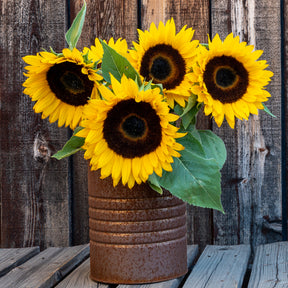 Sonnenblume 'Sunspot' - Helianthus annuus Sunspot - Willemse