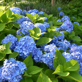 Hortensie blau - Hydrangea macrophylla - Willemse