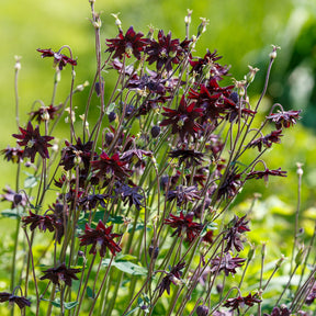 Verkauf Garten-Akelei 'Black Barlow' - Aquilegia vulgaris Black Barlow