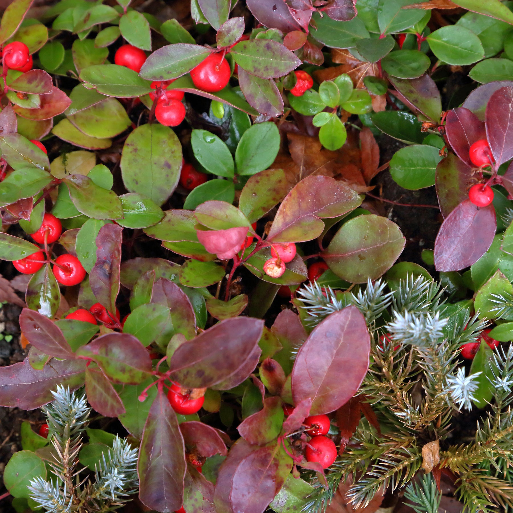 Gaultheria procumbens 'Big Berry' - Willemse