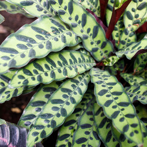 Korbmarante 'Insigne' - Calathea insignis - Willemse