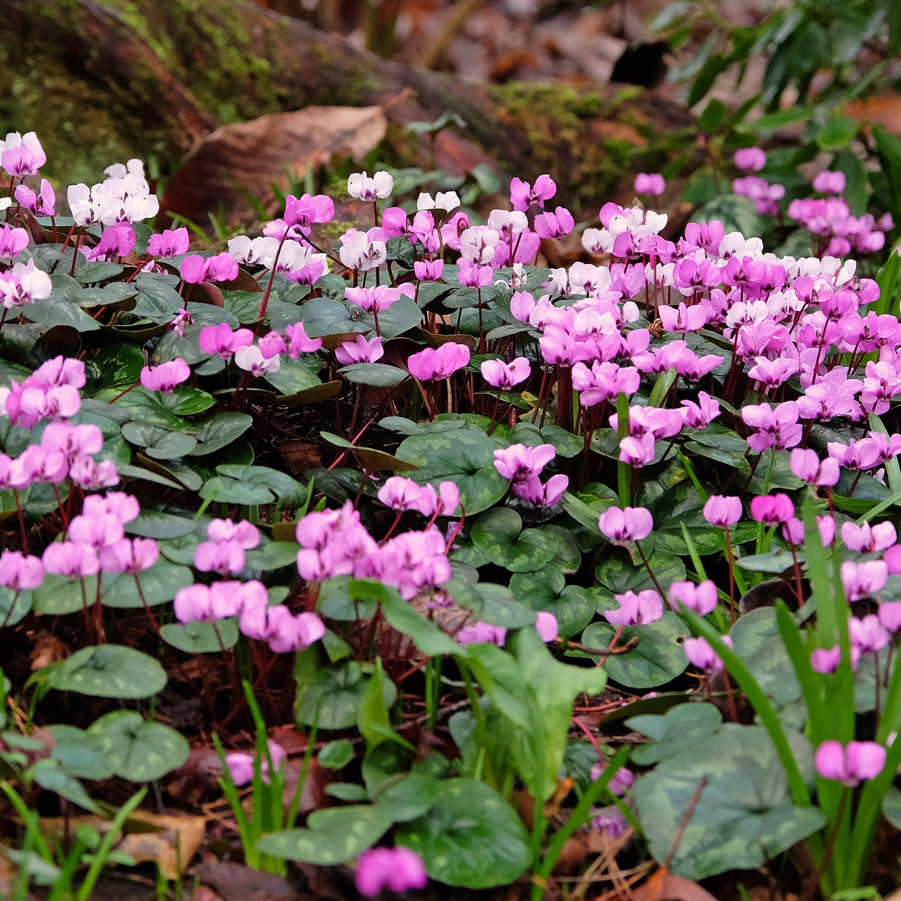 Alpenveilchen 'Coum' (x3) - Cyclamen coum - Willemse