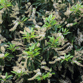 Prunus lusitanica angustifolia - Portugiesischer Lorbeer (x3) - Blühende Sträucher