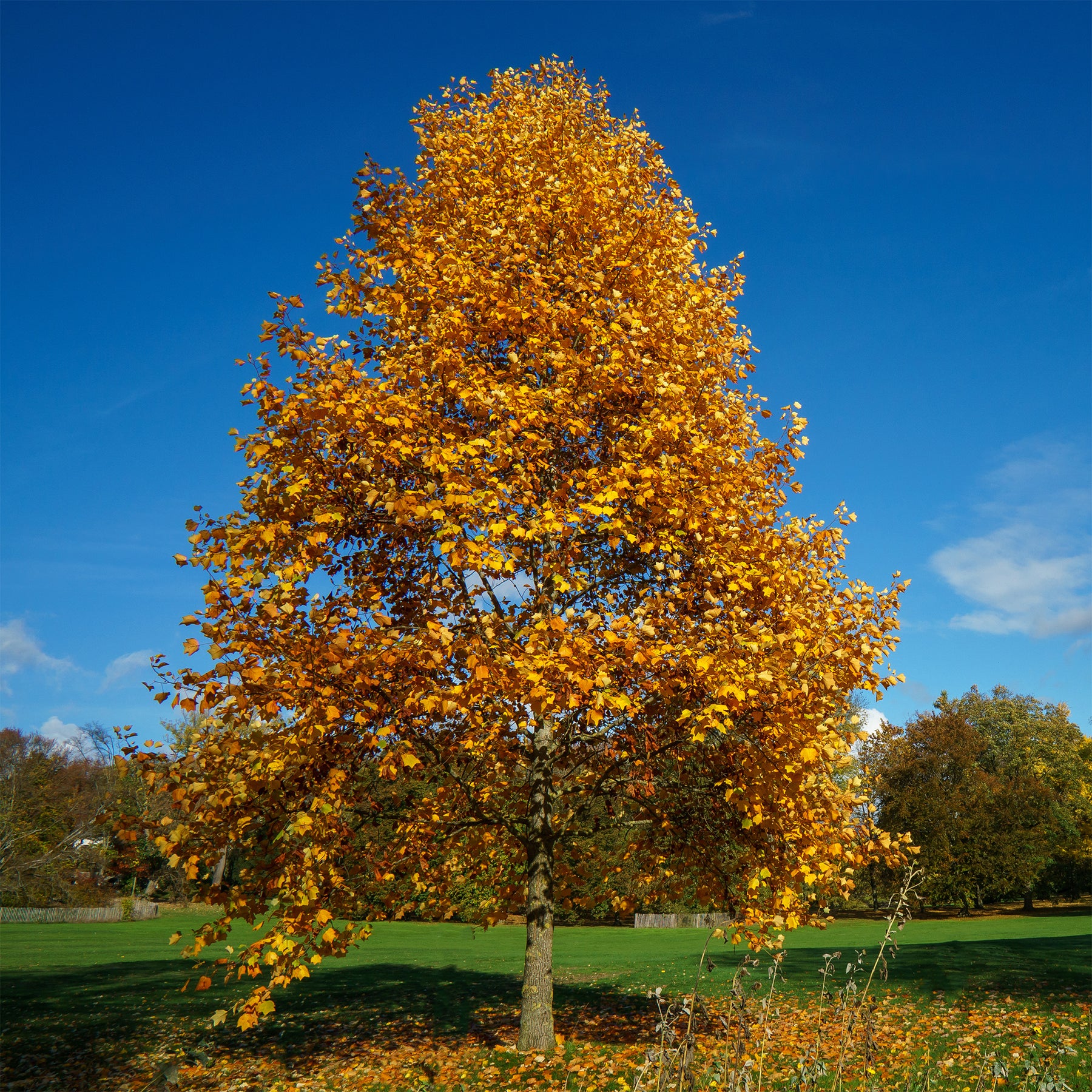 Tulpenbaum - Blühende Bäume - Willemse