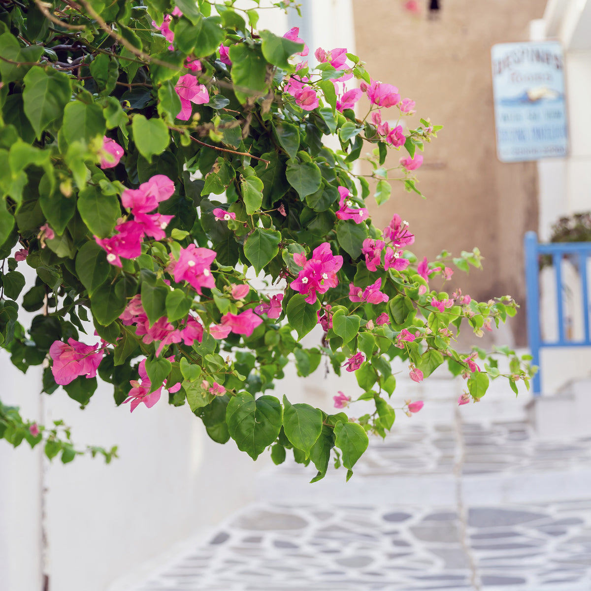 Bougainvillea rosa - Willemse