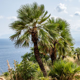 Chamaerops humilis - Zwergpalme - Palmen