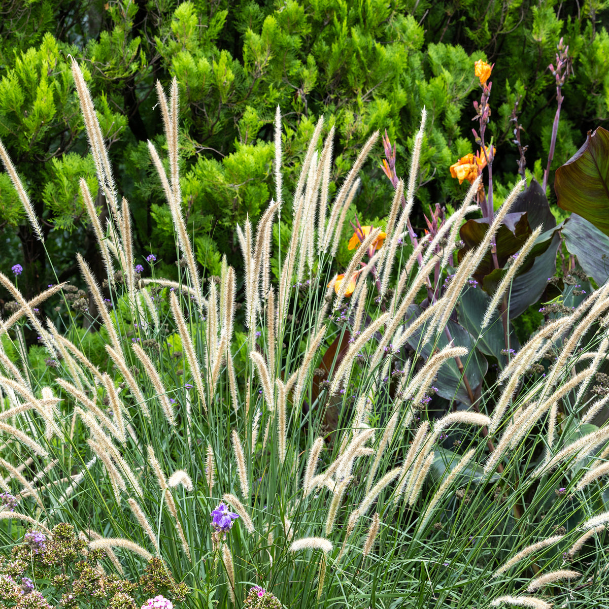 Aufrechtes Lampenputzergras (Pennisetum alopecuroides) - Willemse