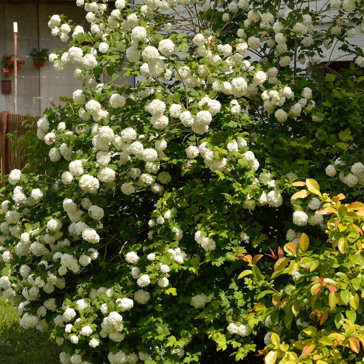 Verkauf Schneeball ‘Roseum’